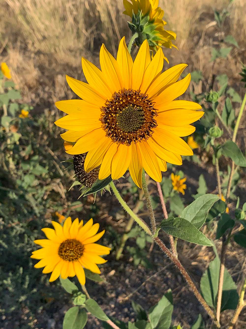 Sunflower photo by Kim Victoria
