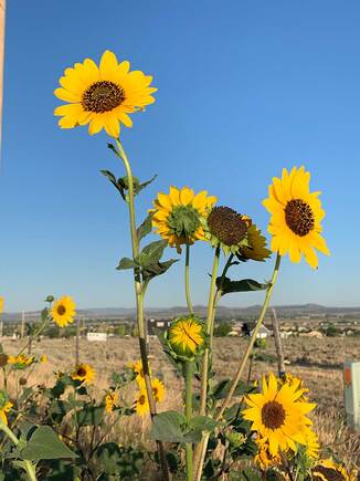 Sunflowers photo by Kim Victoria